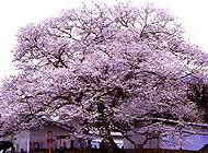 立屋の桜