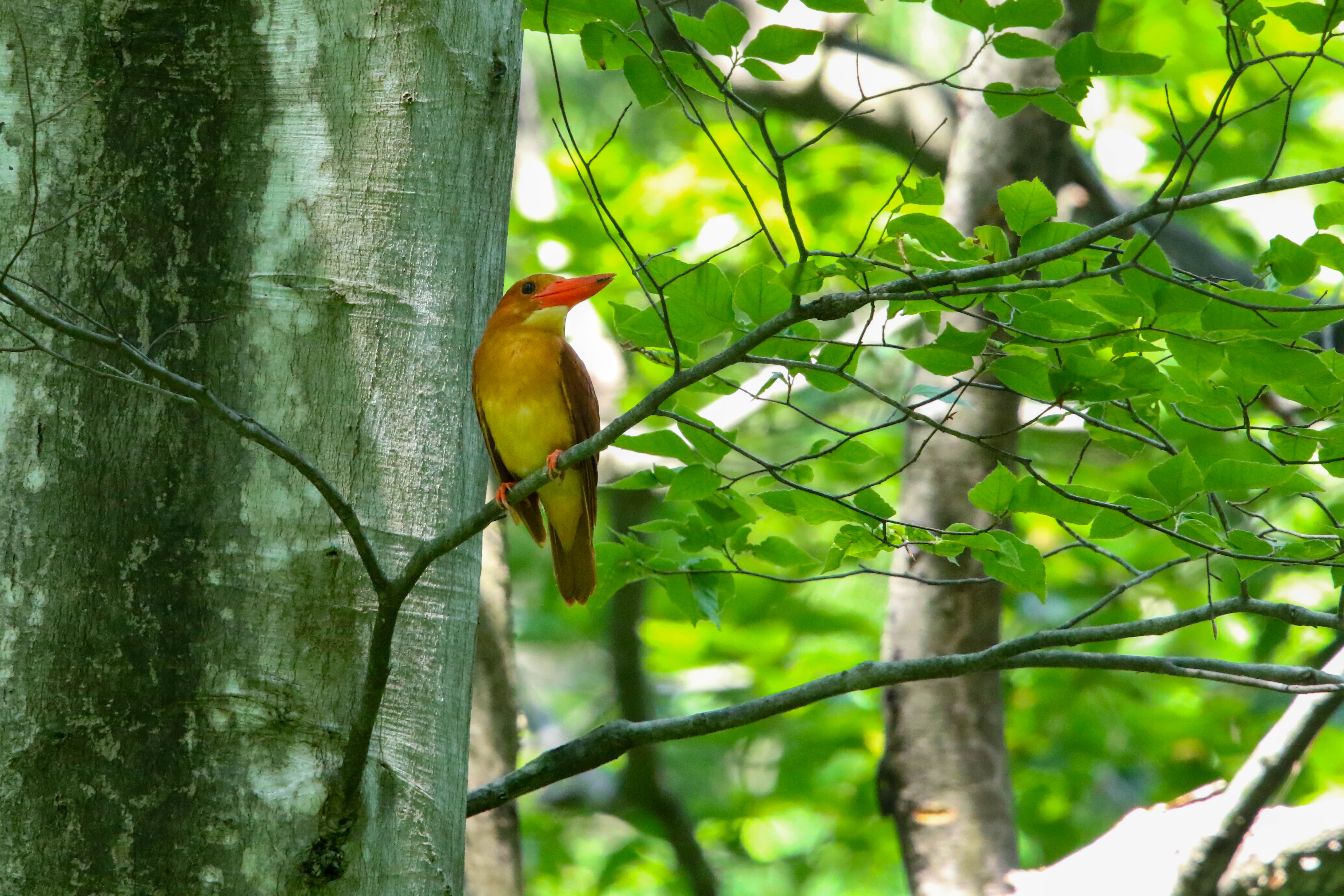 信州の野鳥写真
